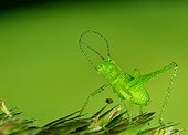 Grasshopper is grass on a toilet in Mayenne