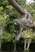 Brown-throated three-toed sloth hanging from a trunk Brazil