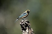 Burnished-buff tanager perched on stump Brazil