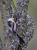Long-tailed tit feeding her chicks Finland
