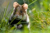 Portrait of a Black-bellied Hamster in grass Vienna Austria