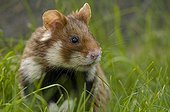 Portrait of a Black-bellied Hamster in grass Vienna Austria