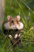 A Black-bellied Hamster in grass cheeks full Vienna