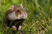 A Black-bellied Hamster in grass cheeks full Vienna