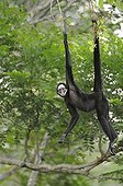 White-whiskered Spider Monkey hanging from a branch Brazil