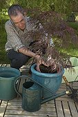 Plantation of a Japanese maple in a pot