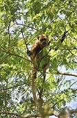 Female Black Howler Monkey in a tree Pantanal Brazil