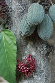 Cacao tree with flowers fruits and leaf in Brazil Amazon