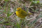 Yellow Warbler on the ground in the Galapagos Islands 