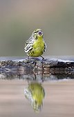 Serin at the edge of water Spain