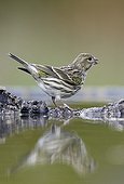 Serin at the edge of water Spain