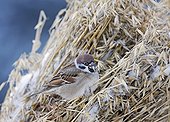 Tree Sparrow eating Oat  in winter Finland
