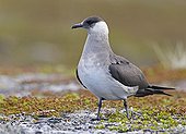 Arctic Skua on ground in tundra Norway