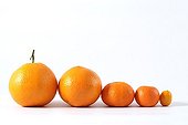 Aligned different citrus orange 