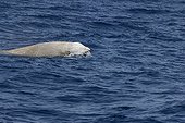 A Cuvier's Beaked Whale The Canary Islands ; A Cuvier's beaked whale showing the familiar scarring and odd coloouration of this species