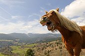 A Horse hennissant NP Ballons des Vosges
