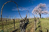 Amandier vine and branch spring Bennwihr 