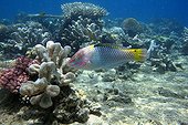 Checkerboard wrasse on the reef reef of Mayotte