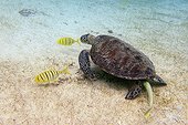 Green turtle swimming and juvenile golden trevally