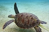 Green turtle swimming and juvenile golden trevally
