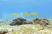 Green turtle grazing and young royal yellow jack