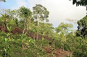 Deforestation and slash and burn agriculture in Mayotte ; This form of agriculture causes severe erosion if the slope exceeds 15%