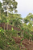Deforestation and slash and burn agriculture in Mayotte ; This form of agriculture causes severe erosion if the slope exceeds 15%