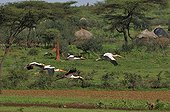 Yellow-billed Storks flying at Yabello Ethiopia