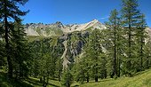 Larch forest Mountain Massif Ayes Briançonnais Alpes France