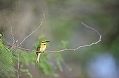 Little Bee-eater on a branch Senegal 