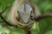 Portrait of Panther Chameleon Reunion Island