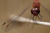 Scarlet Dragonfly on a twig Aquitaine France 