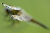 Four-spotted Skimmer wings Ile-de-France France 