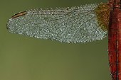 Wing of Scarlet Dragonfly dew covered France 