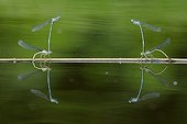 White-legged Damselfly couples on a pond Alsace France
