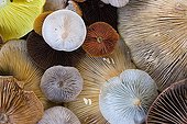 Mushroom harvest in autumn Vaala Finland 