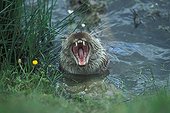 European otter yawning