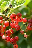Cultivated currant 'Jonkheer Van Tests' in a kitchen garden