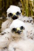 Young Montagu's harriers in nest Chamapgne France