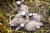 Young Montagu's harriers in nest Chamapgne France