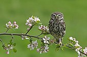 Little owl standing on a branch of a flowering apple tree