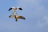 Couple of Montagu's harrier in courtship flight in France  ; Exchange of prey
