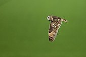 Short-eared Owl flying Champagne Franec