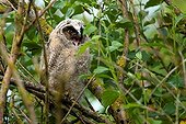 Young Long-eared owl on a branch Champagne France