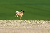 European hare running in a field Champagne France 