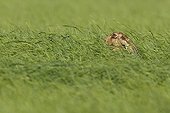 European Hare in grass Champagne France