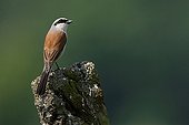 Red-backed Shrike male on a pole Champagne France 