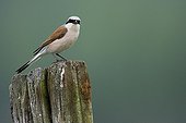 Red-backed Shrike male on a pole Champagne France 