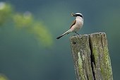 Red-backed Shrike with prey on a pole Champagne France 