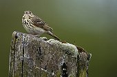 Meadow Pipit on a pole Champagne France 